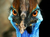 Bloomfield Lodge Emu