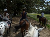 Moore Park Stables