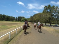 Moore Park Stables