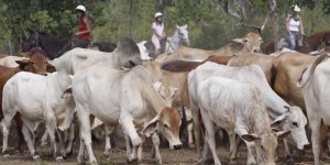 cattle-drive