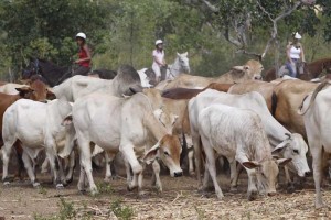 Outback Cattle Drive