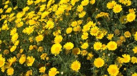 daisies